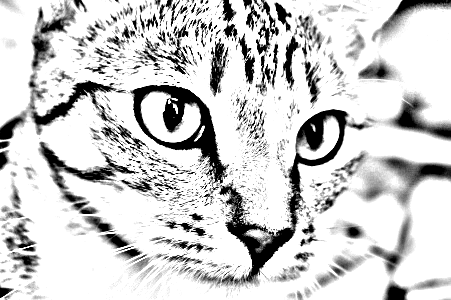 Converted cat photo with dark eyes, nose, and many visible fur lines