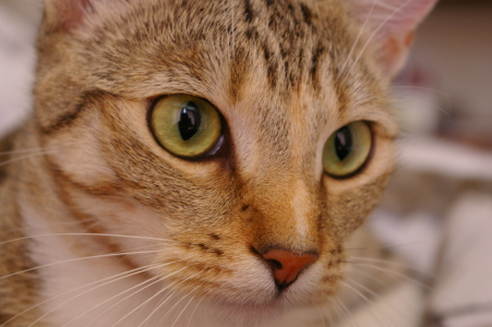 Close-up photograph of a tabby cat